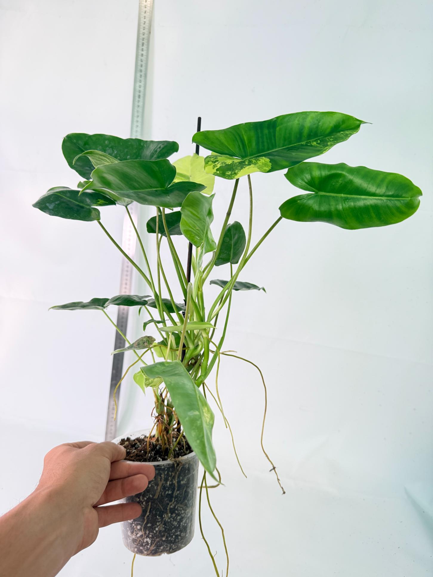 Philodendron Burle Marx Variegata 11