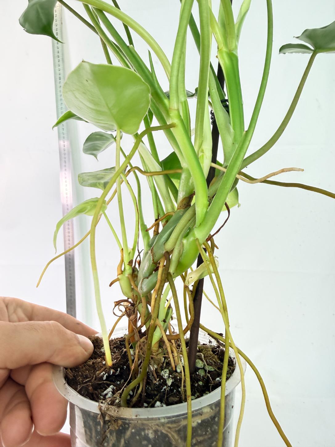 Philodendron Burle Marx Variegata 9