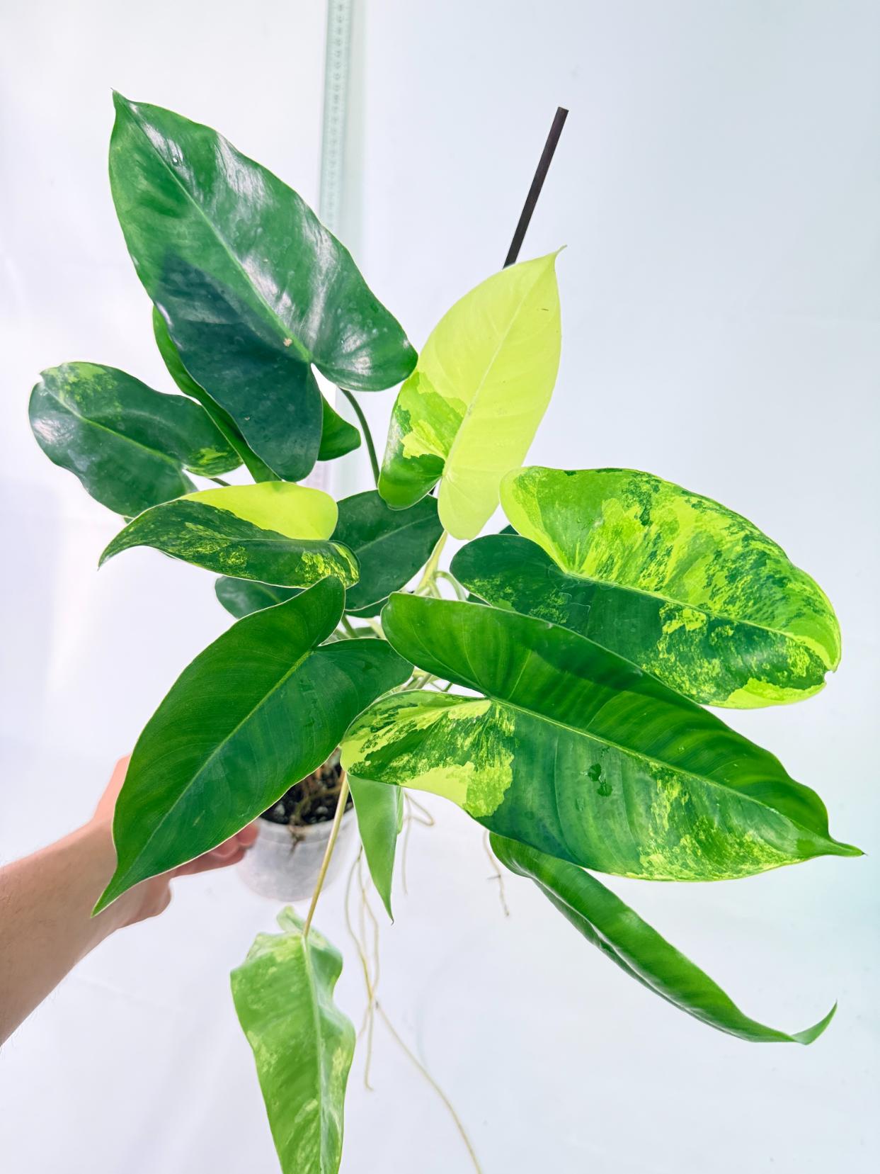 Philodendron Burle Marx Variegata 10