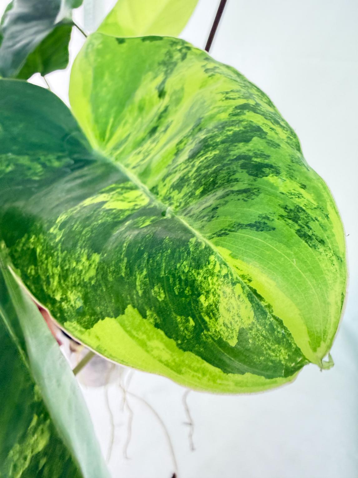 Philodendron Burle Marx Variegata 2