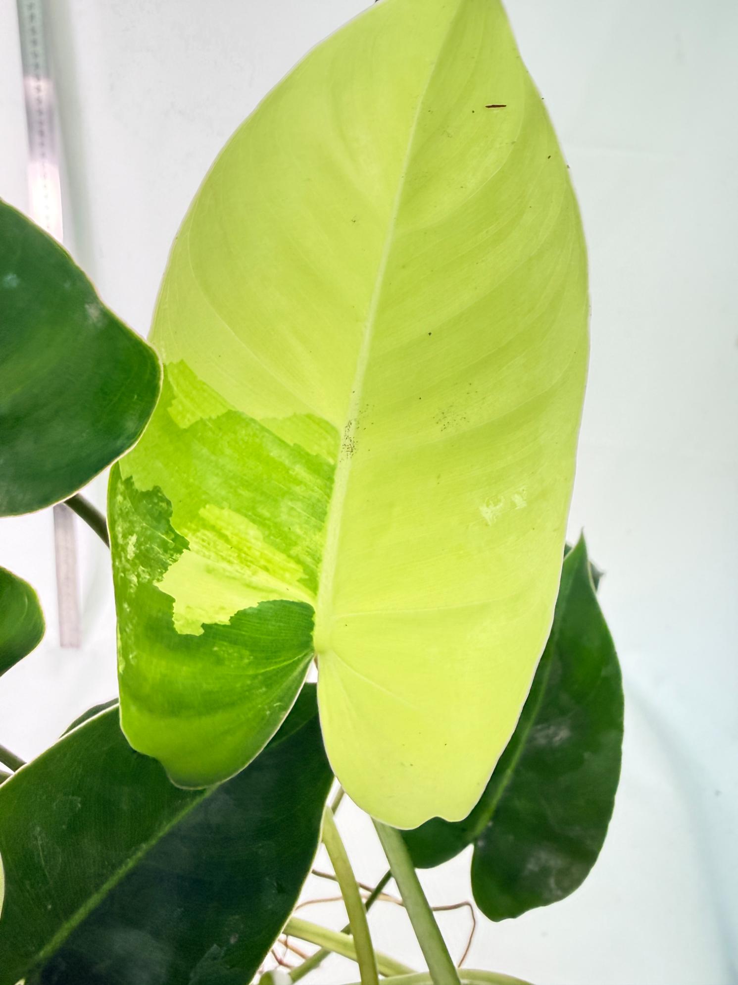 Philodendron Burle Marx Variegata 6