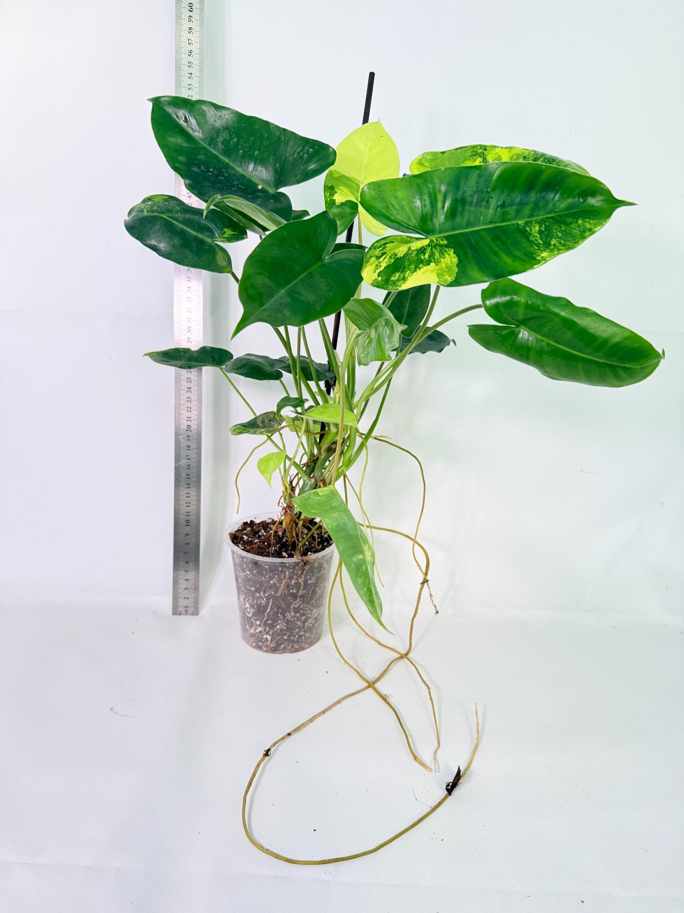 Philodendron Burle Marx Variegata 12