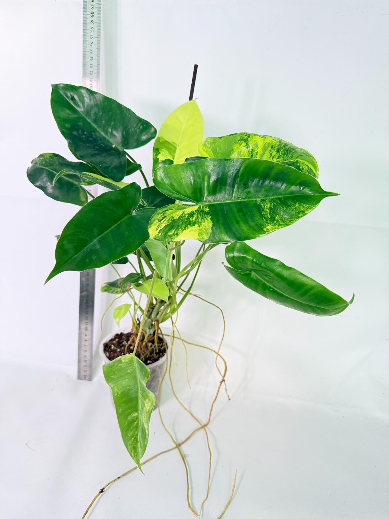 Philodendron Burle Marx Variegata 1