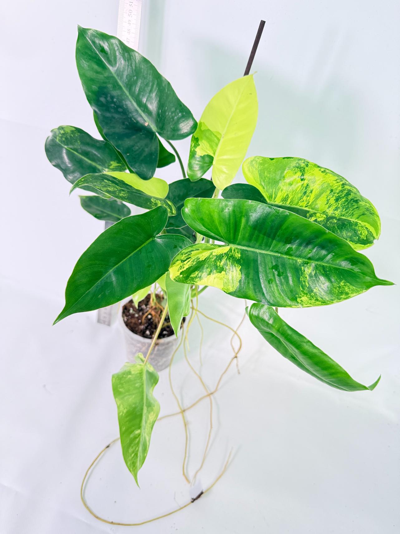 Philodendron Burle Marx Variegata 3
