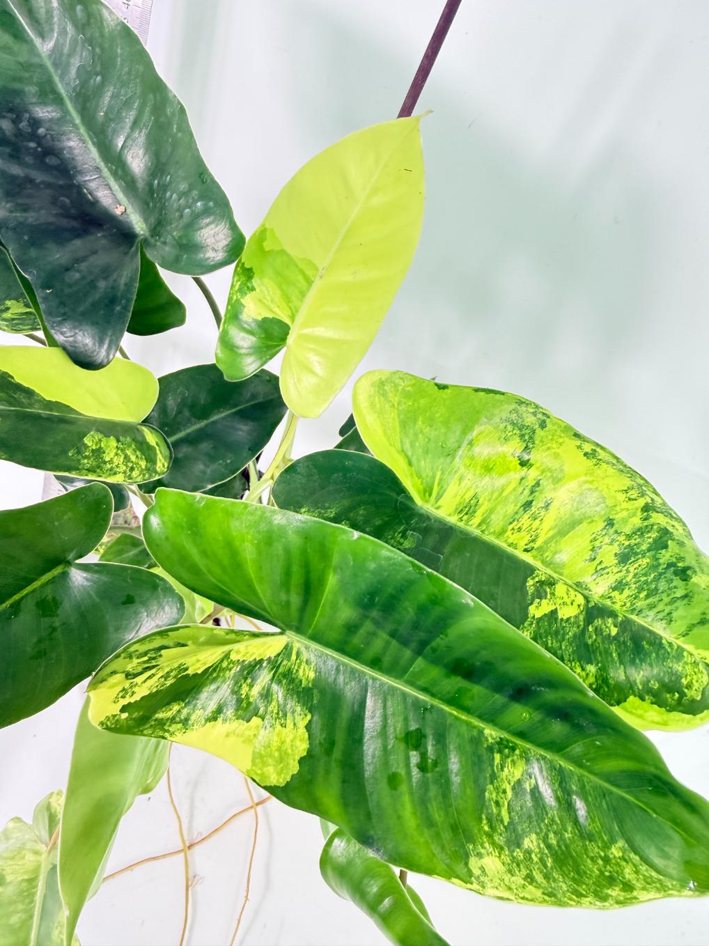 Philodendron Burle Marx Variegata 5