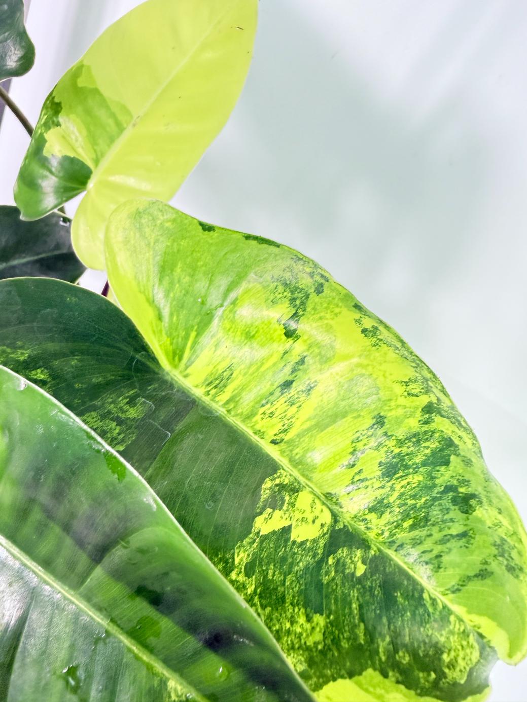 Philodendron Burle Marx Variegata 7