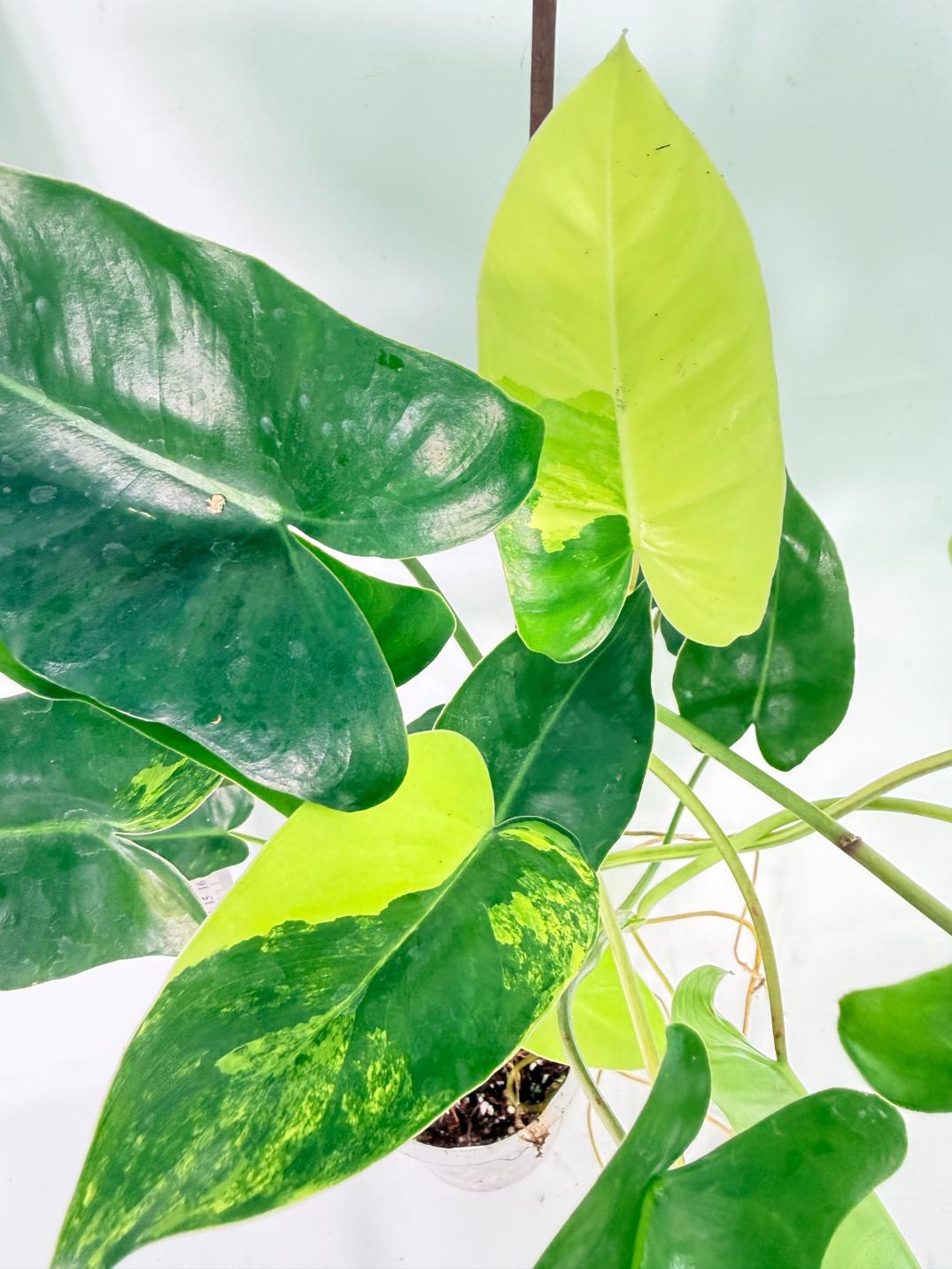 Philodendron Burle Marx Variegata 4