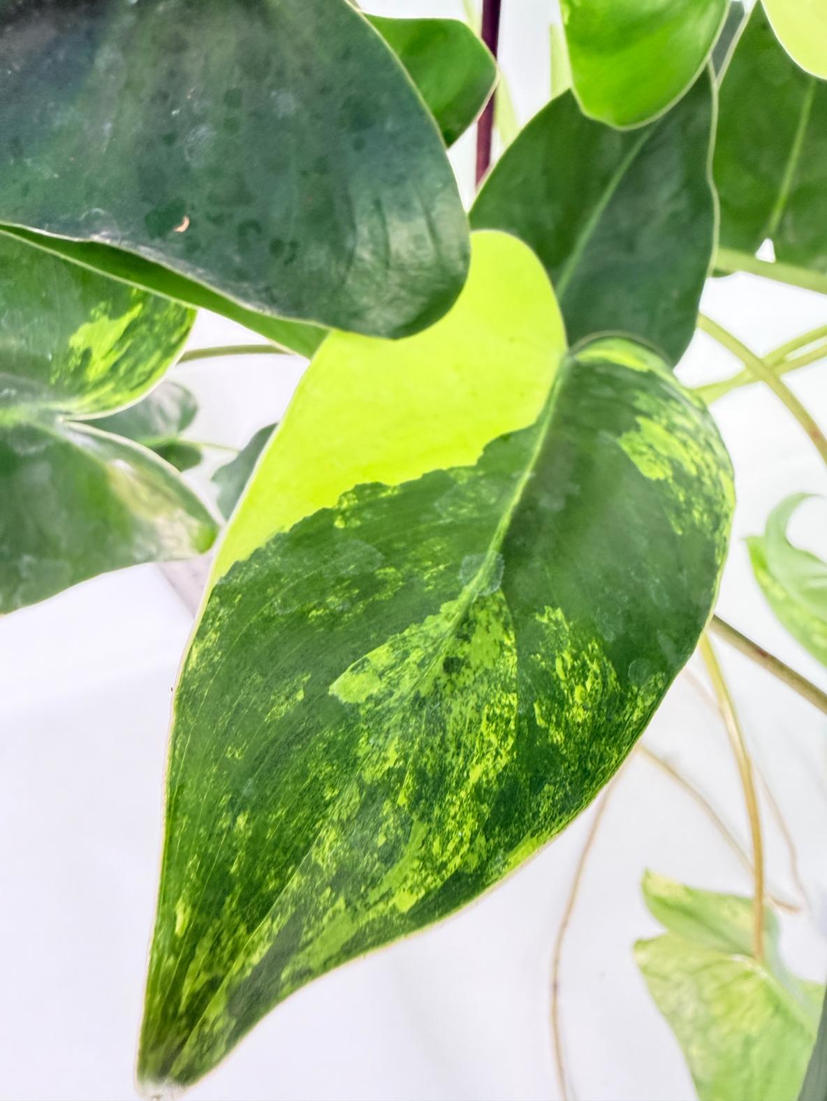 Philodendron Burle Marx Variegata 8