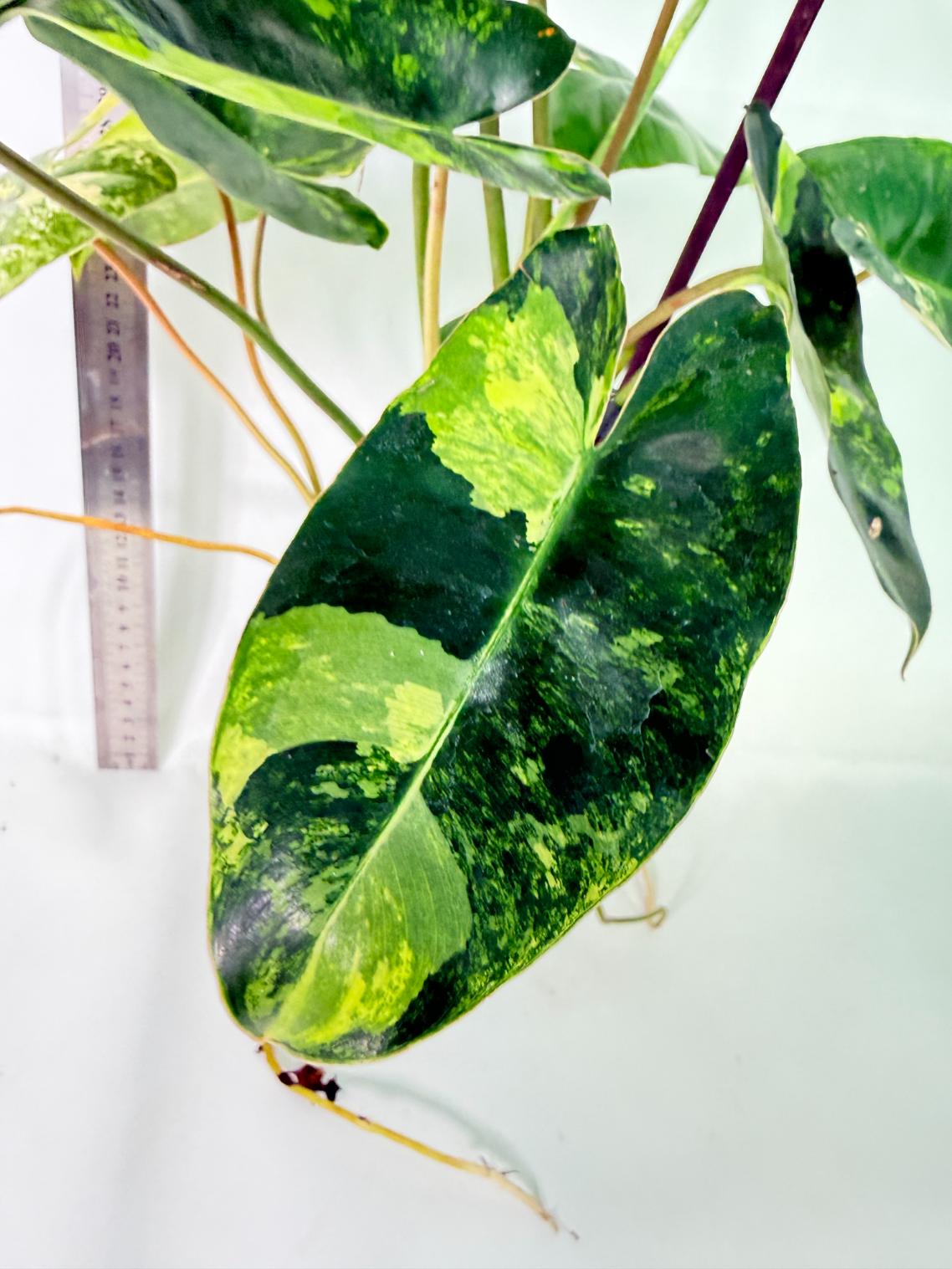 Philodendron Burle Marx Variegata 2