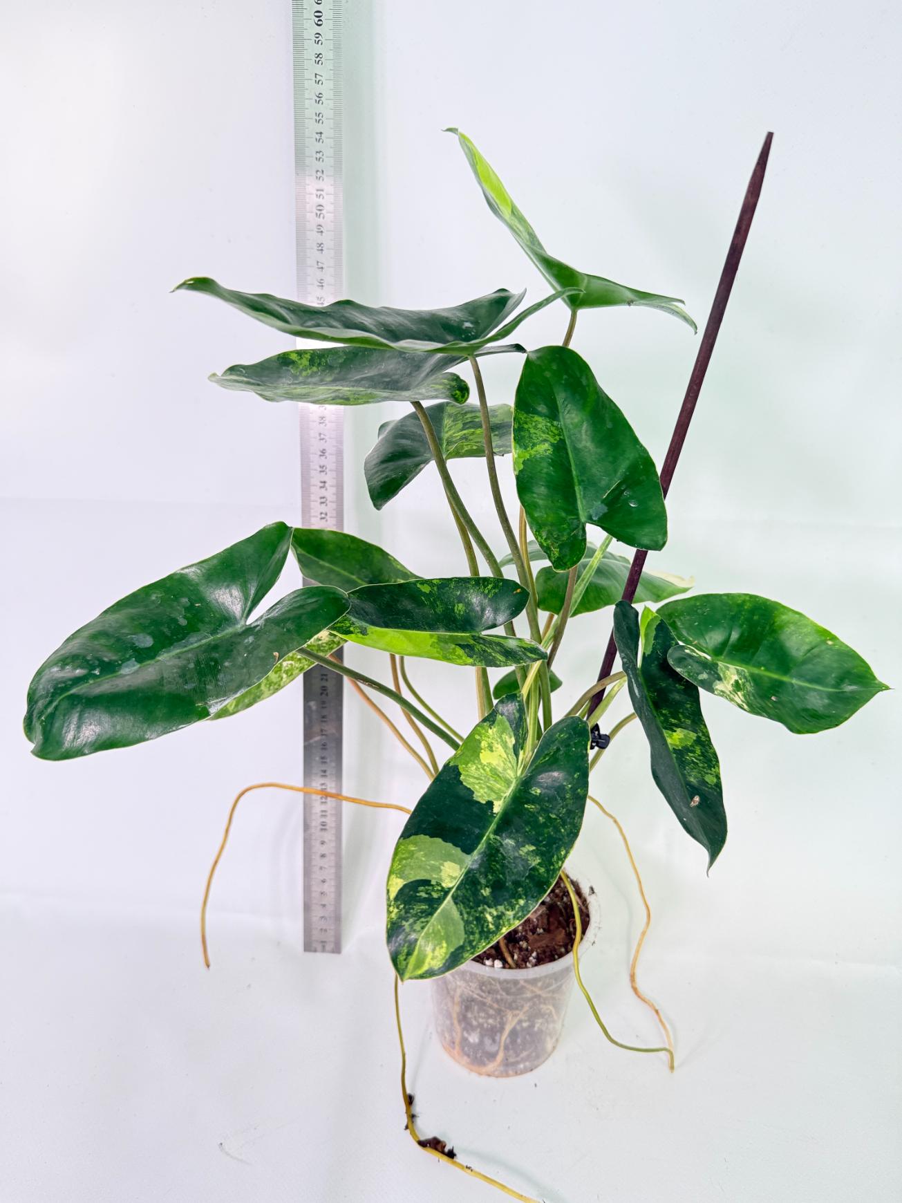 Philodendron Burle Marx Variegata 10
