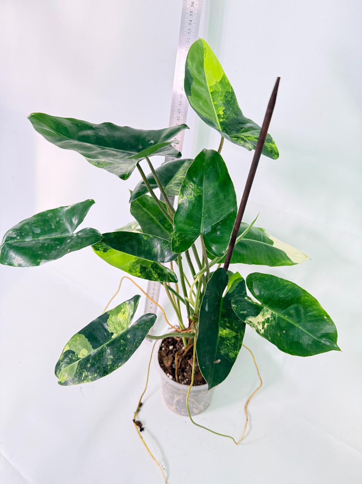 Philodendron Burle Marx Variegata 1