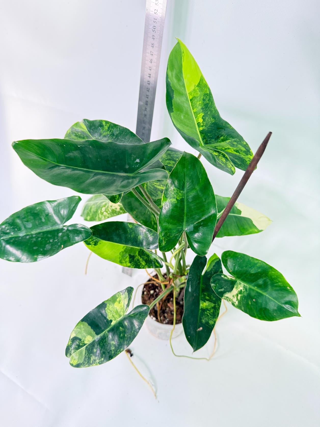 Philodendron Burle Marx Variegata 6