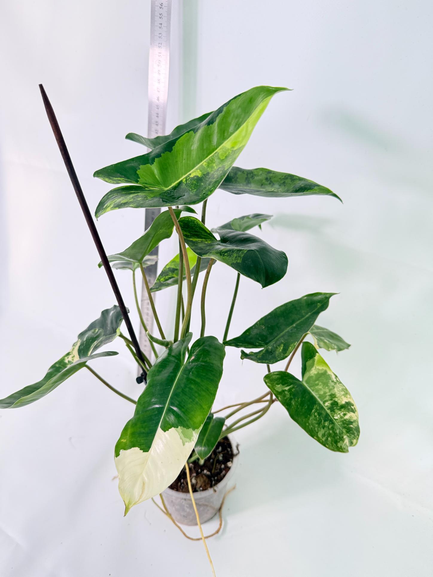Philodendron Burle Marx Variegata 11