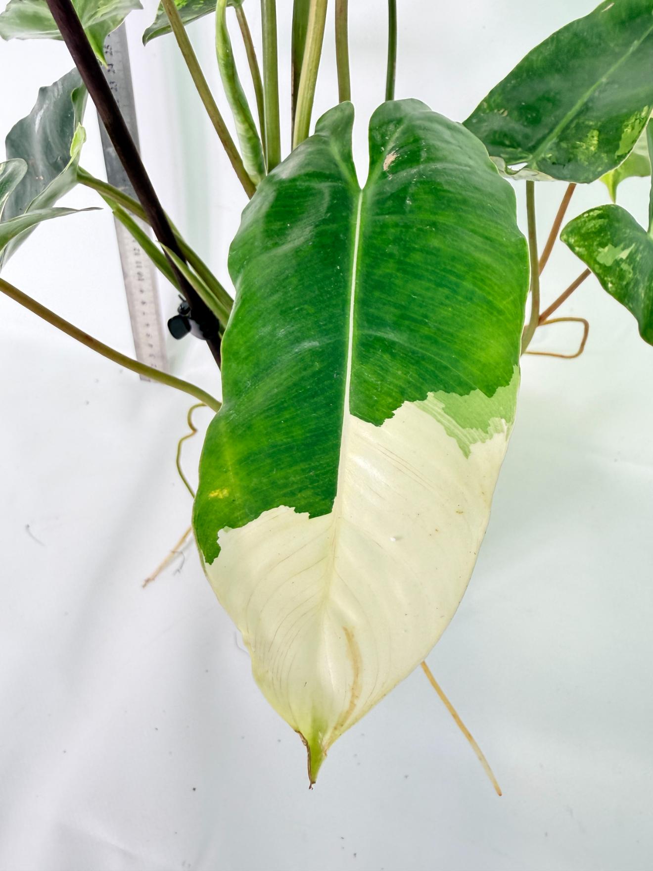 Philodendron Burle Marx Variegata 3