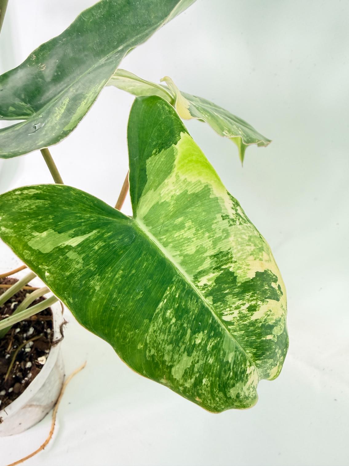 Philodendron Burle Marx Variegata 7