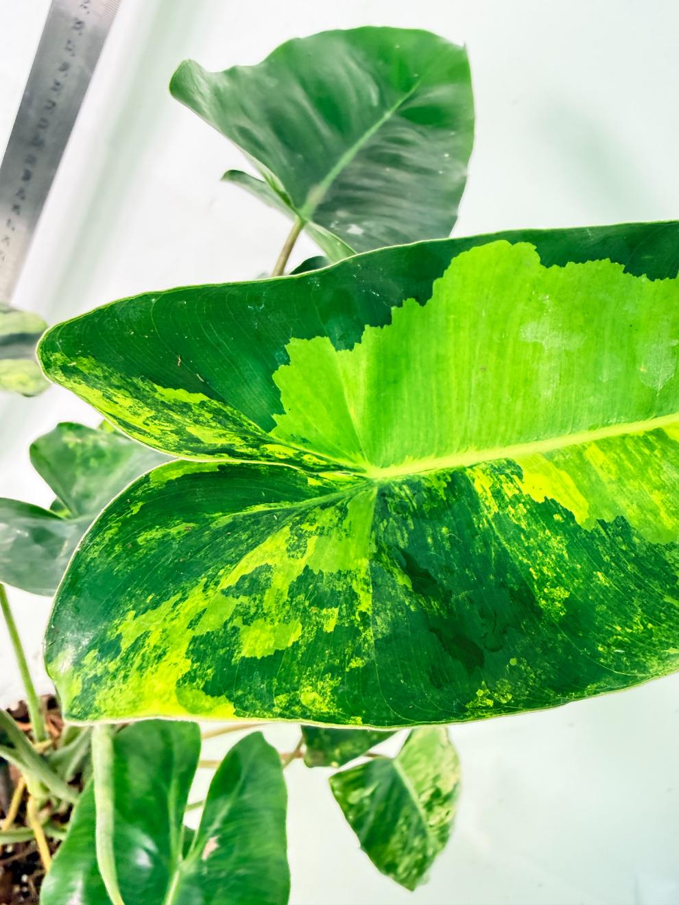 Philodendron Burle Marx Variegata 4
