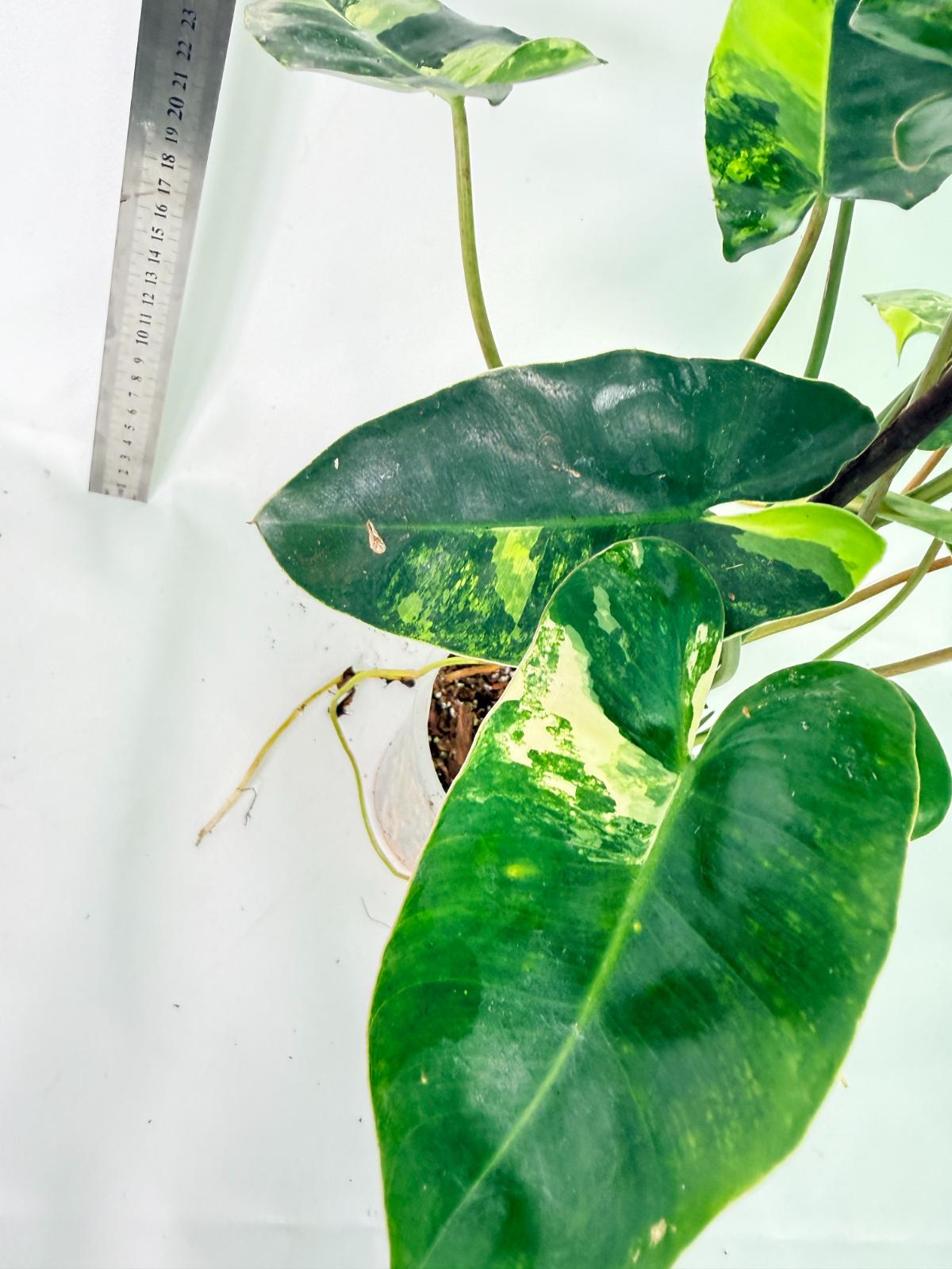Philodendron Burle Marx Variegata 8