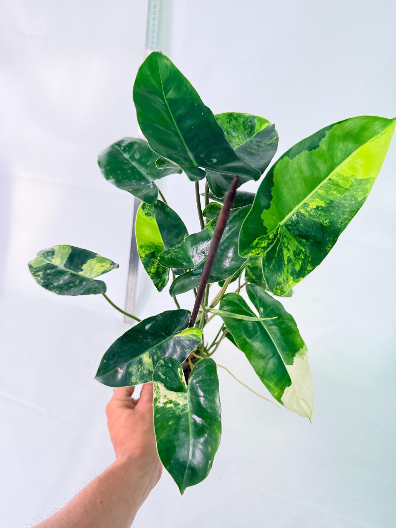 Philodendron Burle Marx Variegata 5