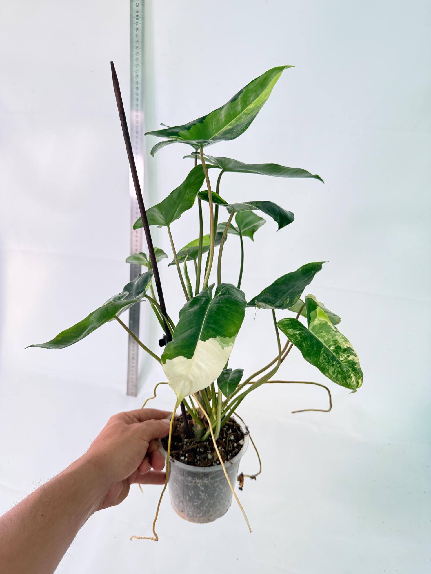 Philodendron Burle Marx Variegata 9