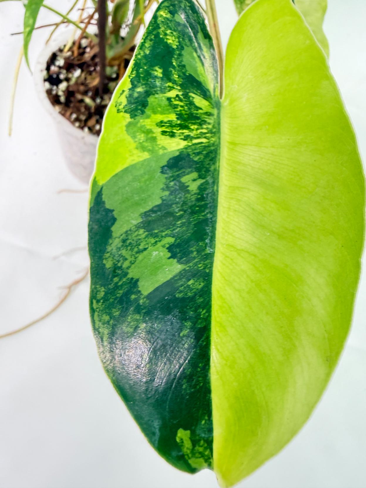 Philodendron Burle Marx Variegata 2