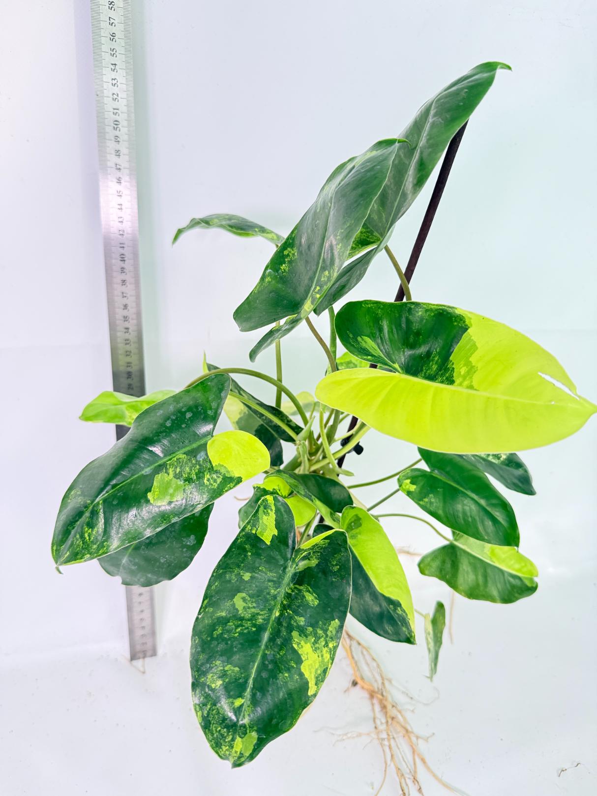 Philodendron Burle Marx Variegata 1