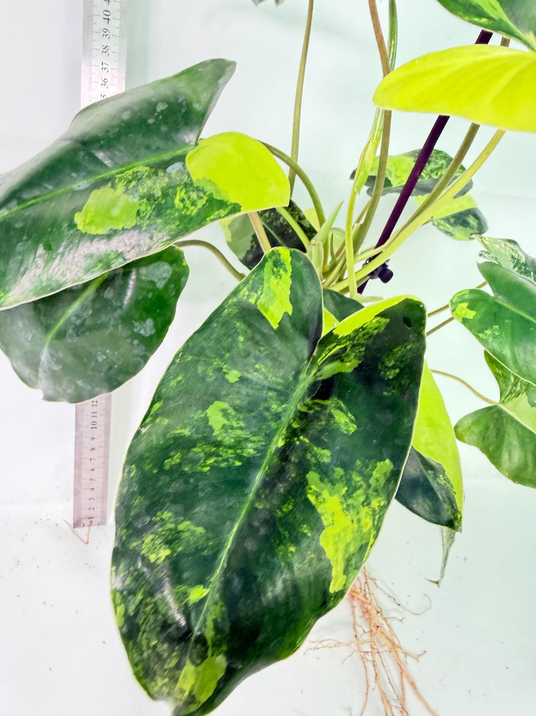 Philodendron Burle Marx Variegata 6
