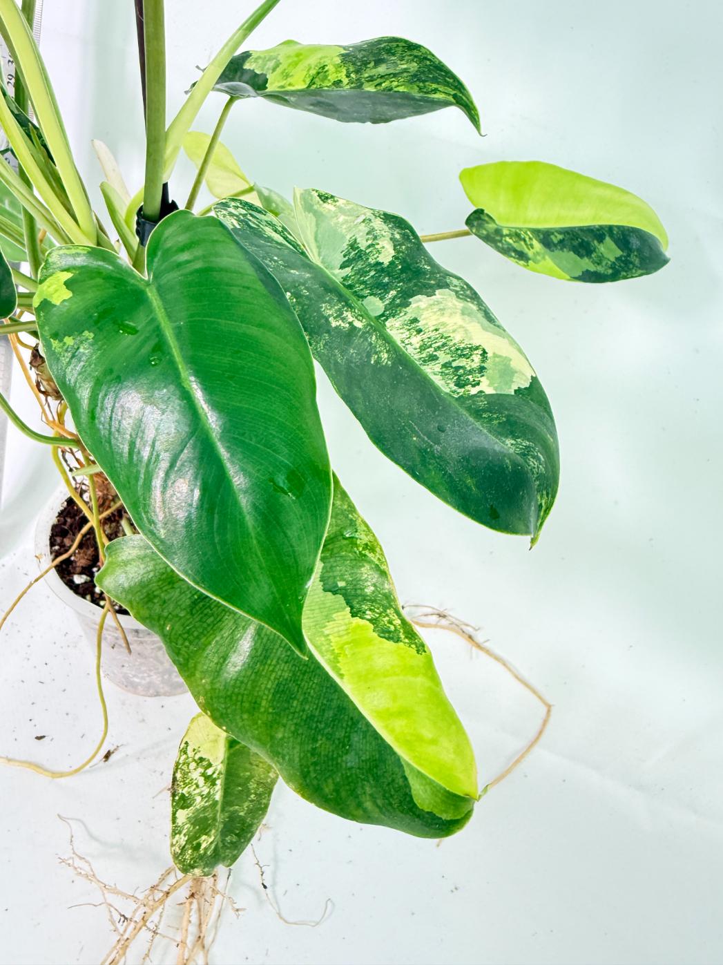 Philodendron Burle Marx Variegata 11