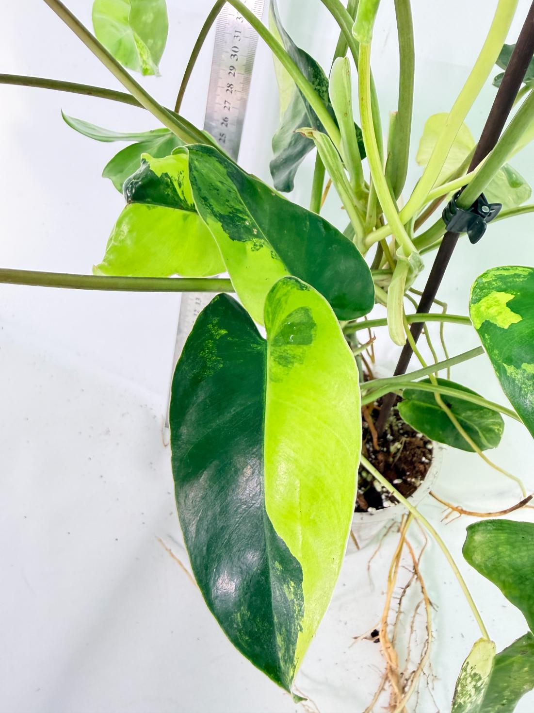 Philodendron Burle Marx Variegata 12