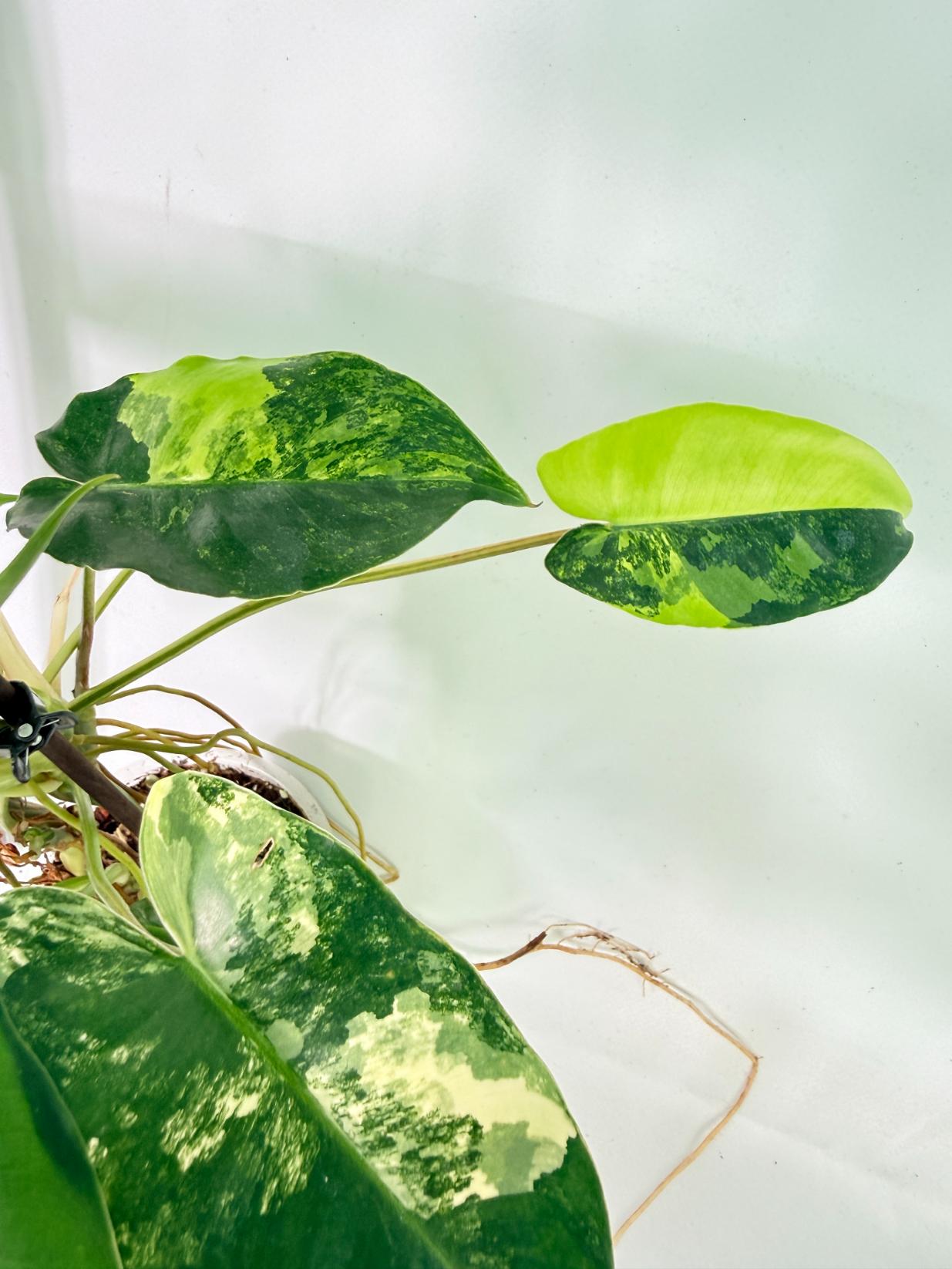 Philodendron Burle Marx Variegata 13