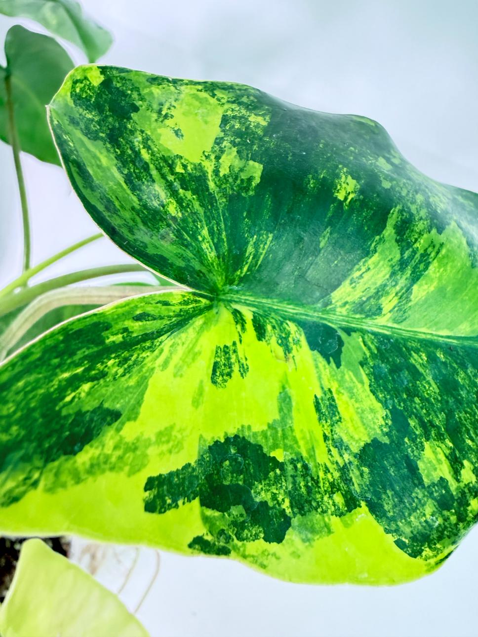 Philodendron Burle Marx Variegata 3