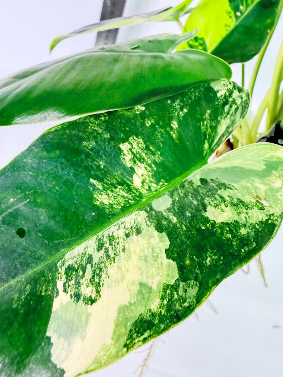 Philodendron Burle Marx Variegata 5