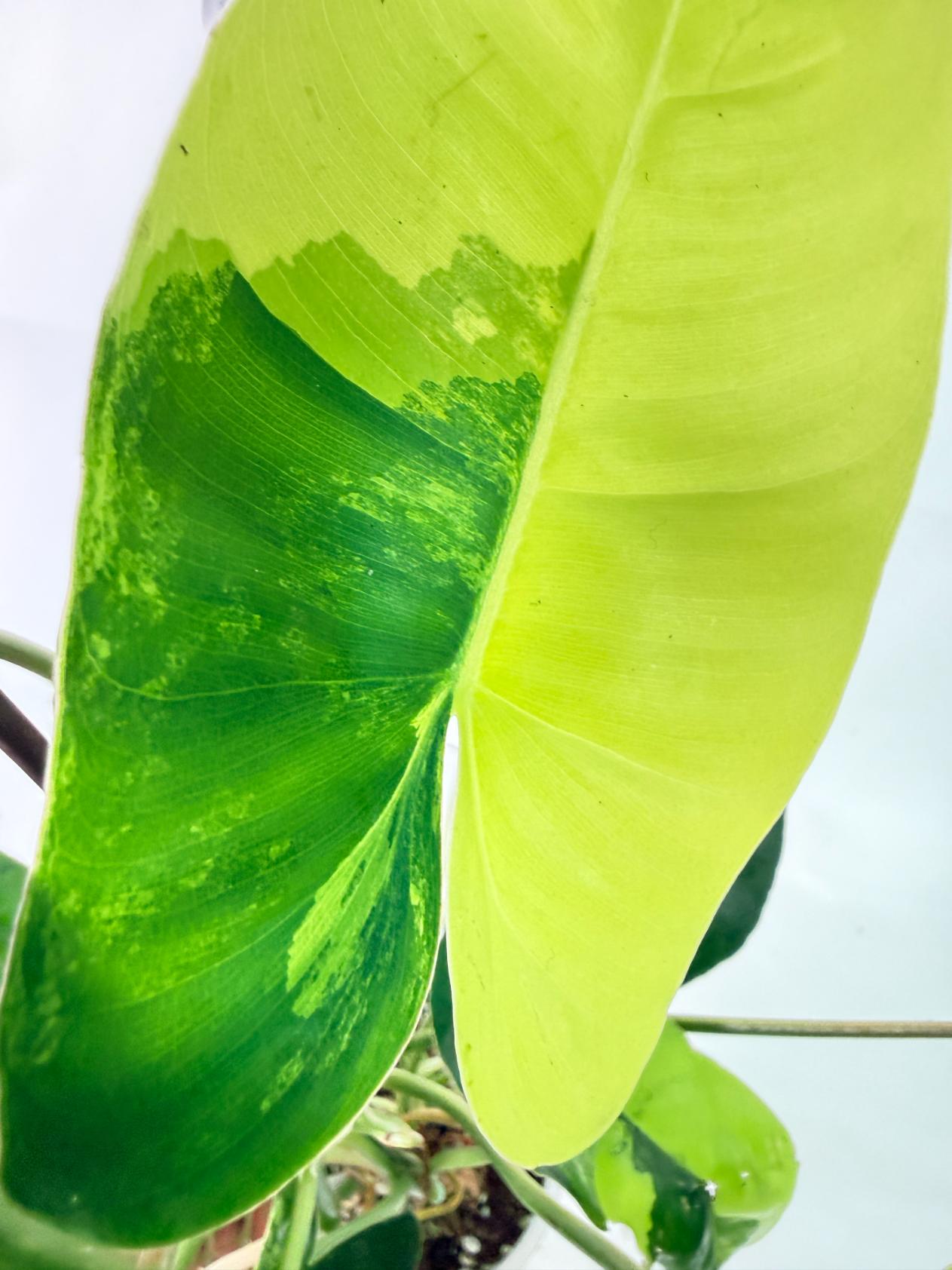 Philodendron Burle Marx Variegata 7