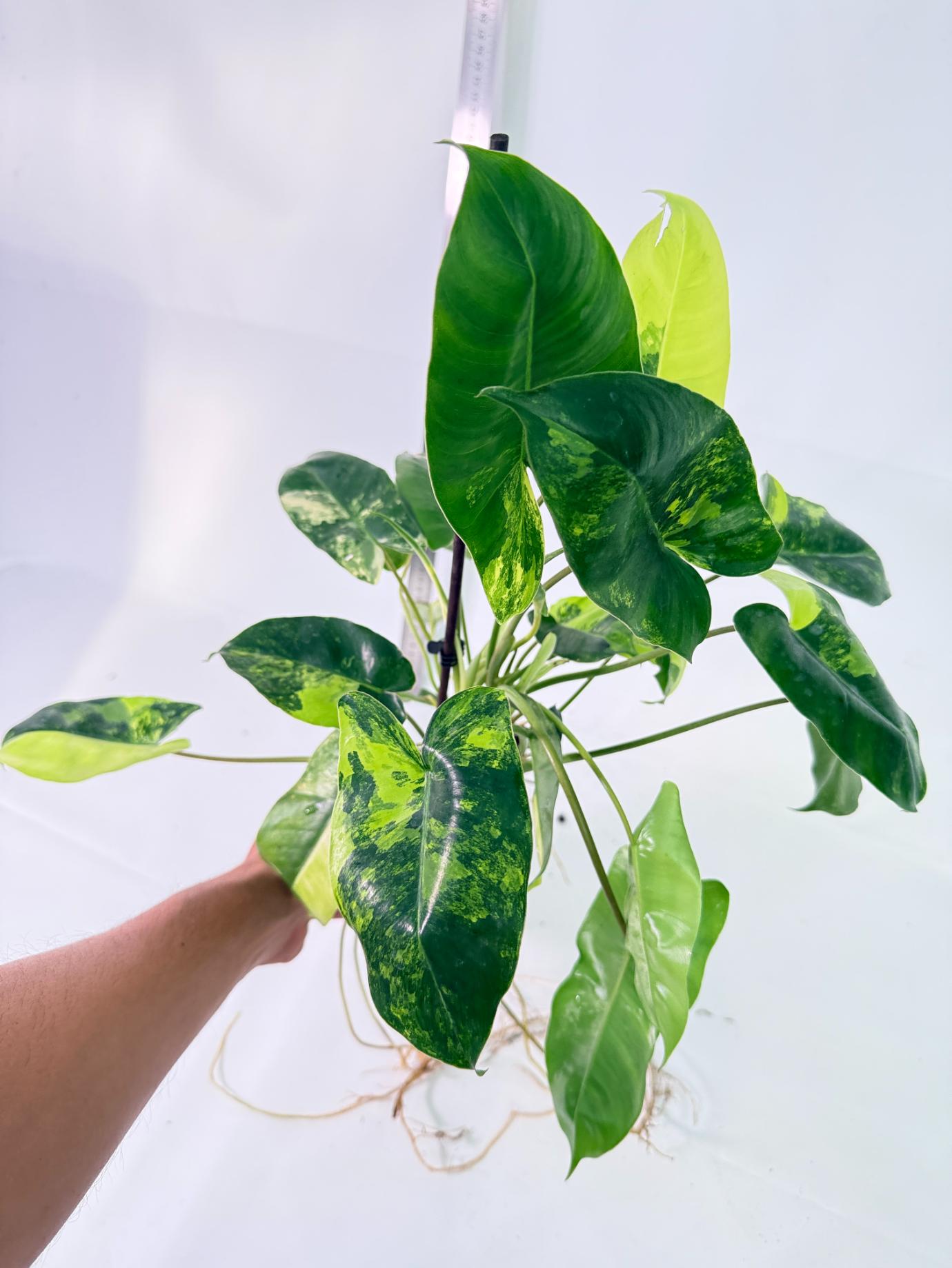 Philodendron Burle Marx Variegata 8
