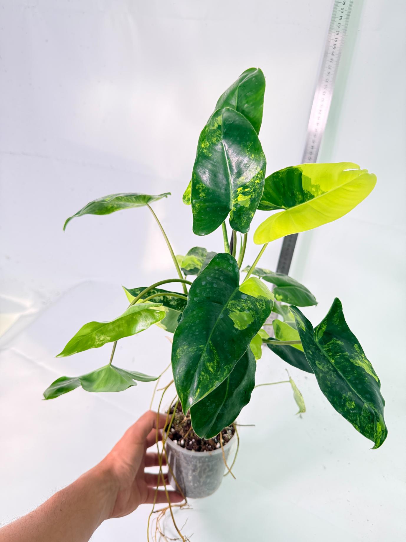 Philodendron Burle Marx Variegata 9