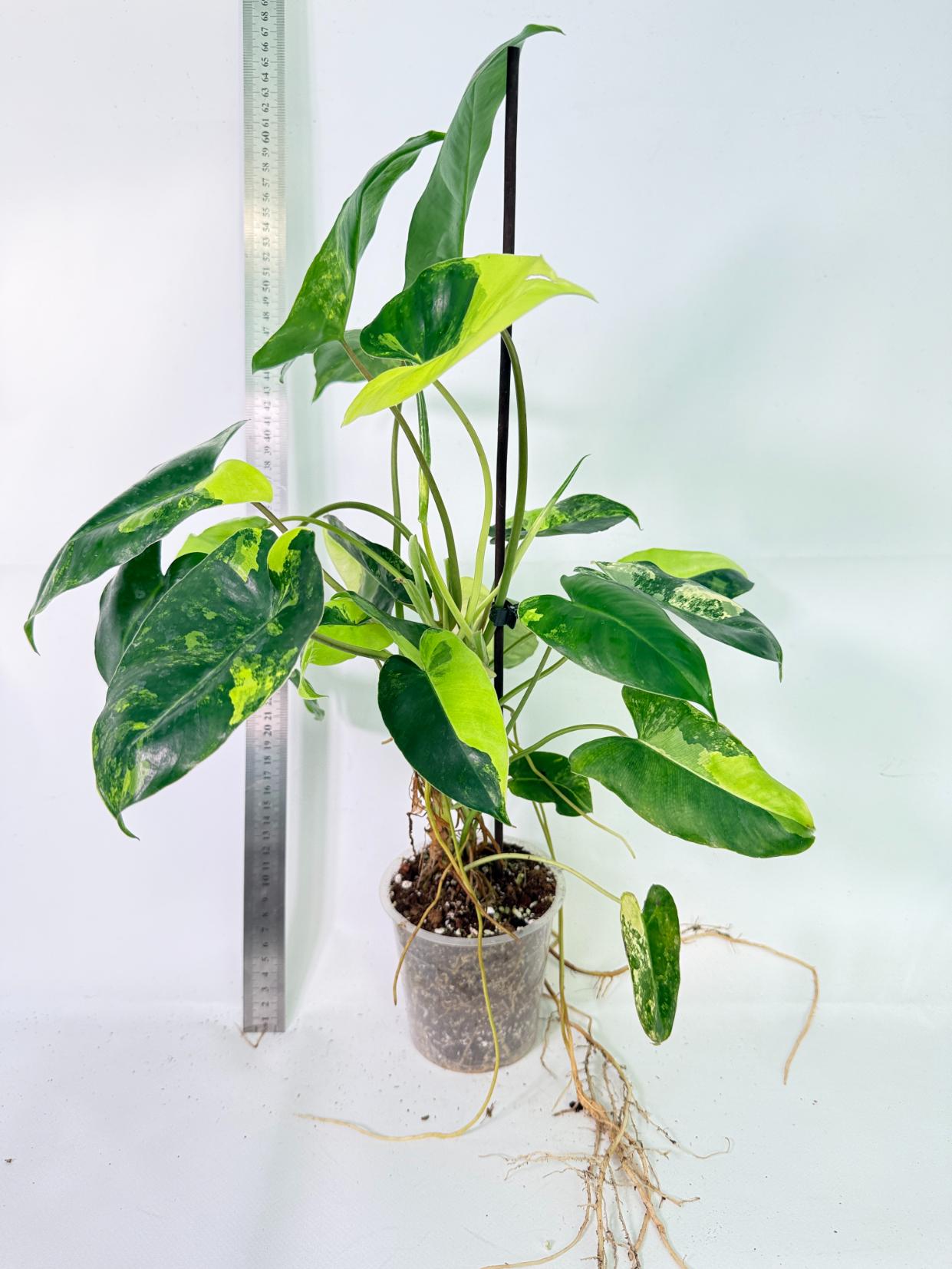 Philodendron Burle Marx Variegata 10