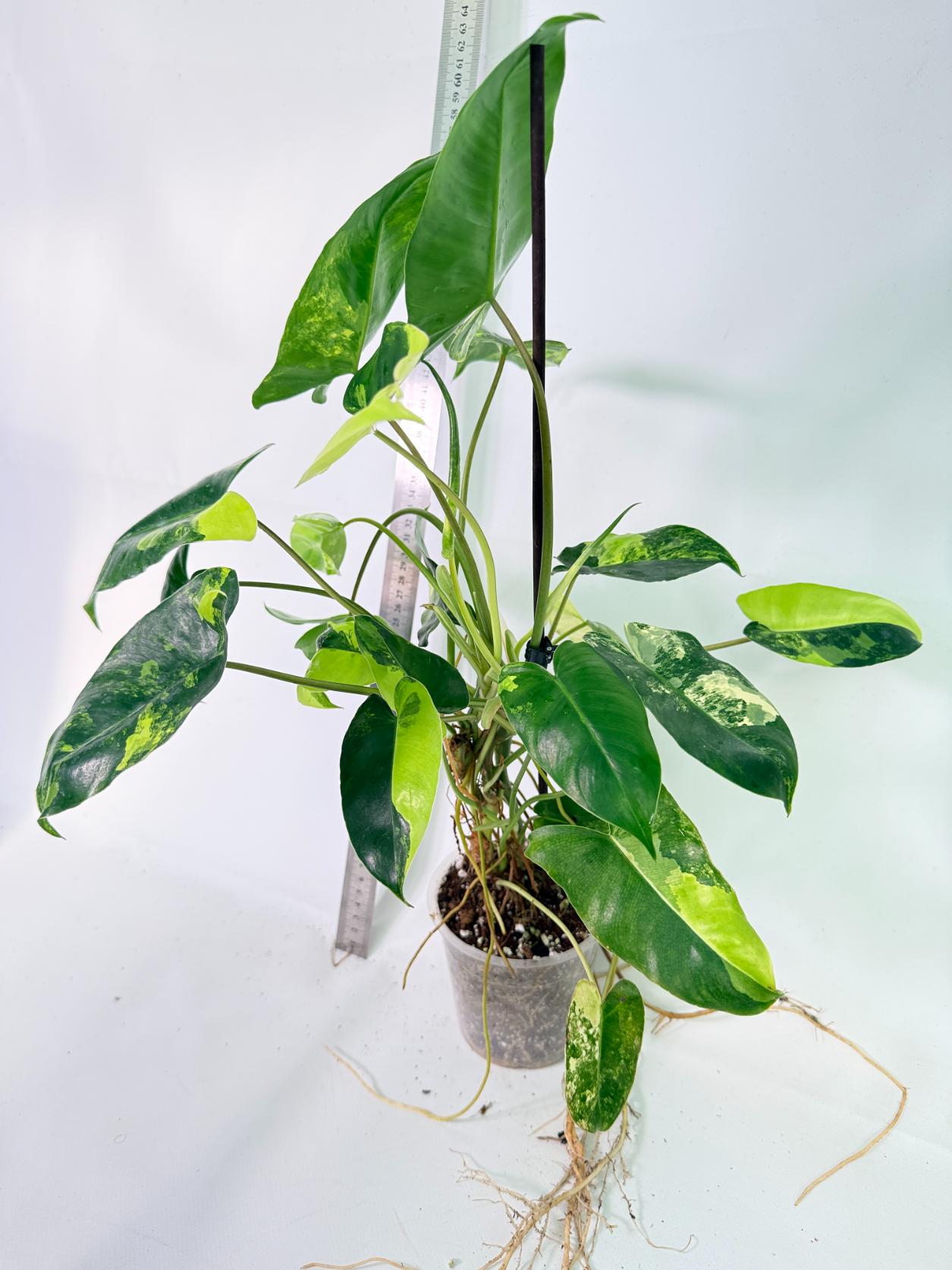 Philodendron Burle Marx Variegata 4
