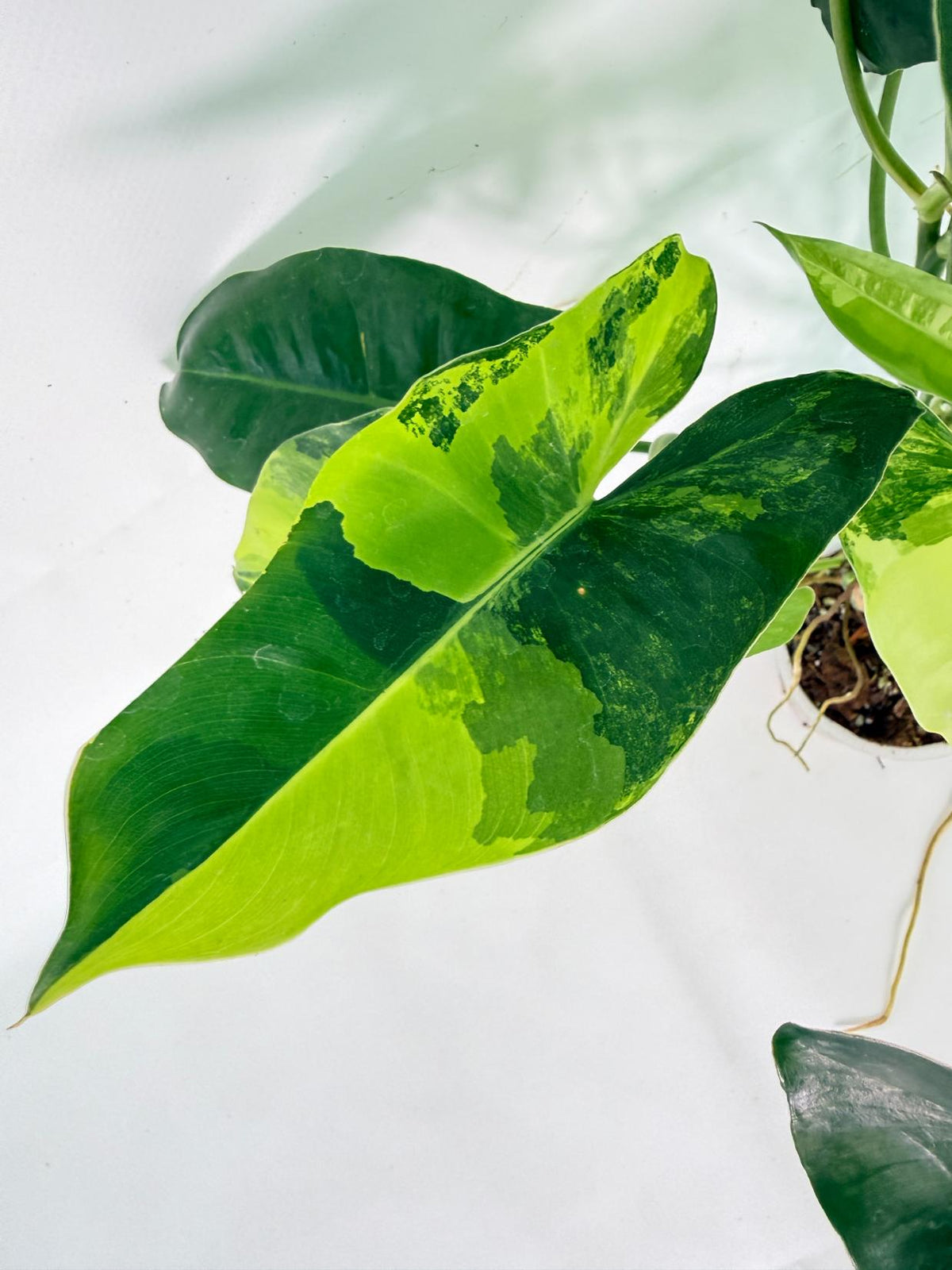 Philodendron Burle Marx Variegata 10