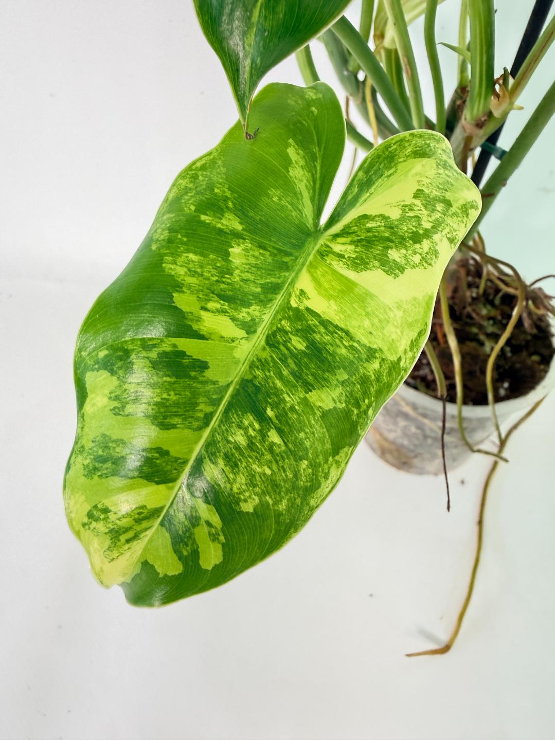Philodendron Burle Marx Variegata 11