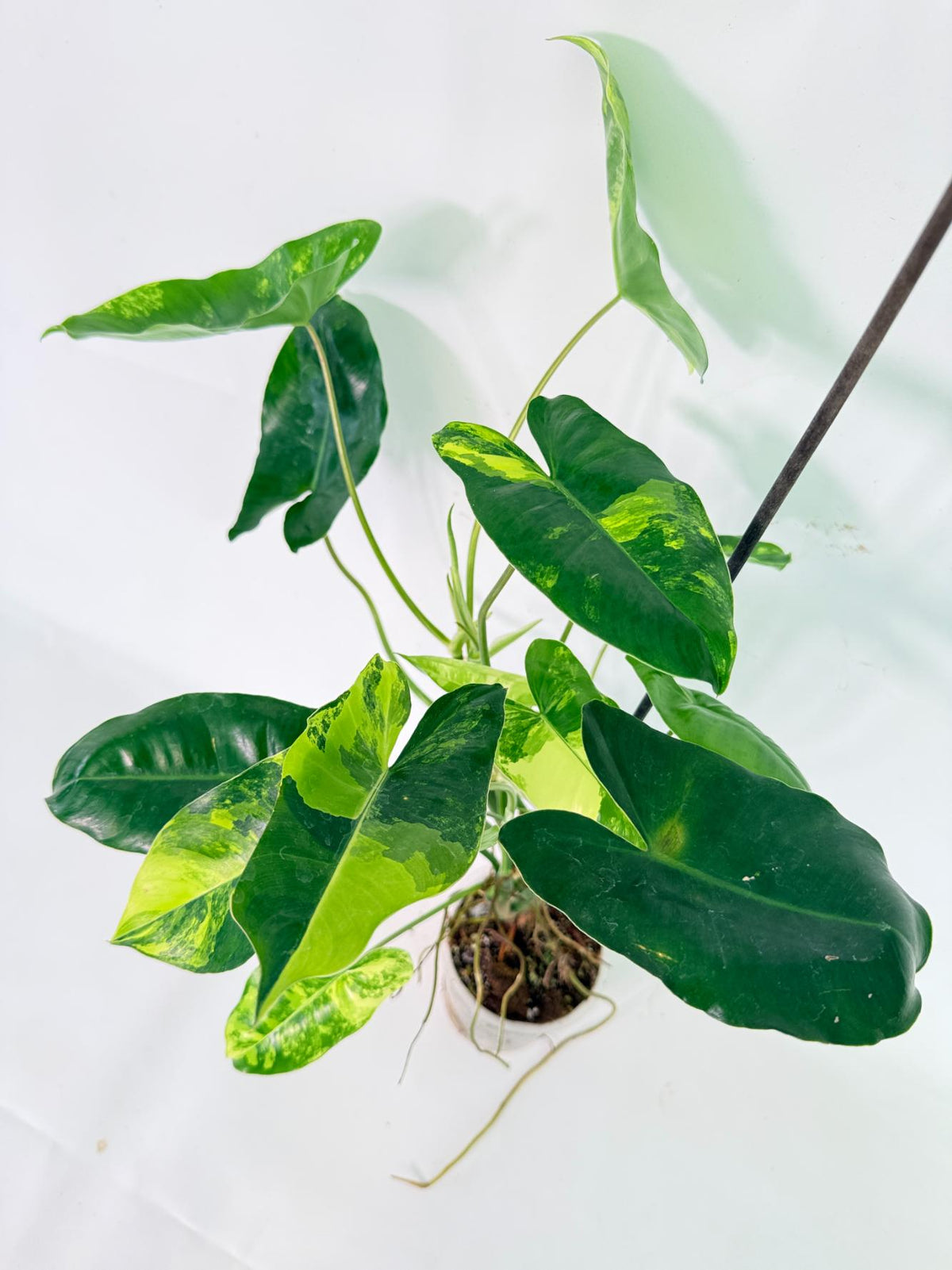 Philodendron Burle Marx Variegata 03