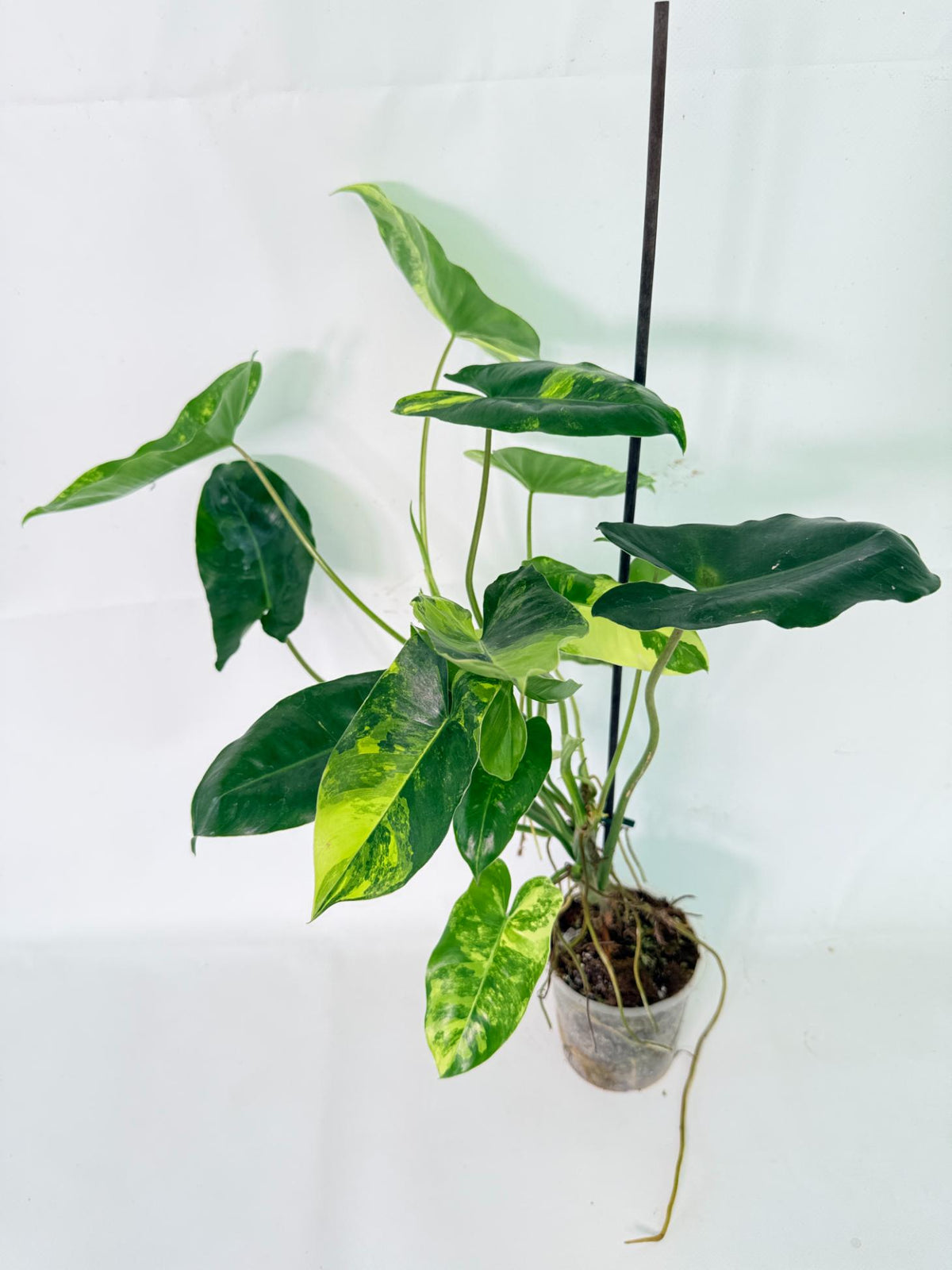 Philodendron Burle Marx Variegata 12