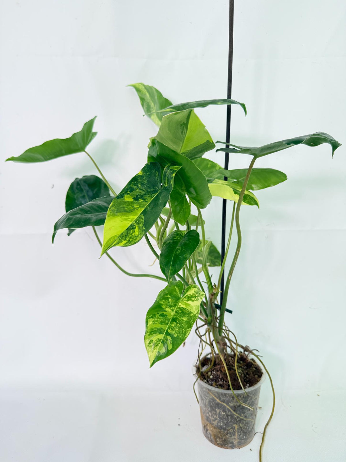 Philodendron Burle Marx Variegata 13