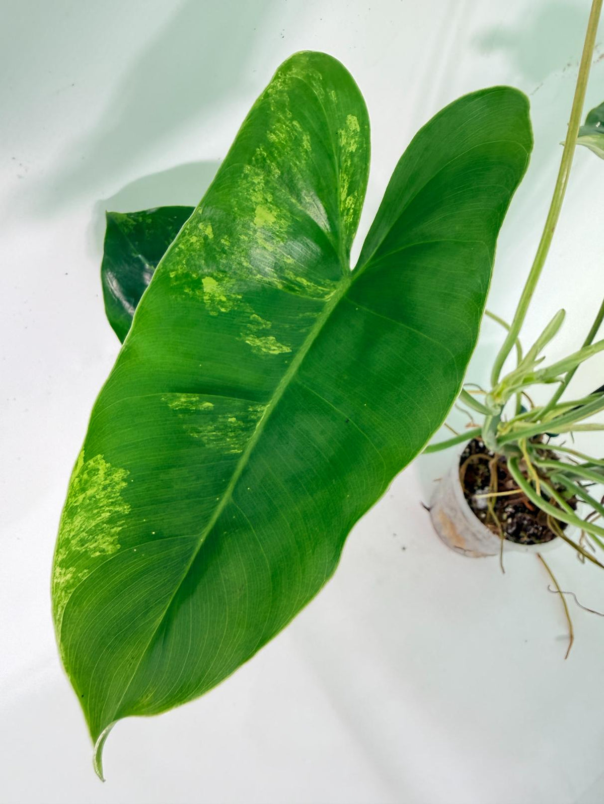 Philodendron Burle Marx Variegata 14