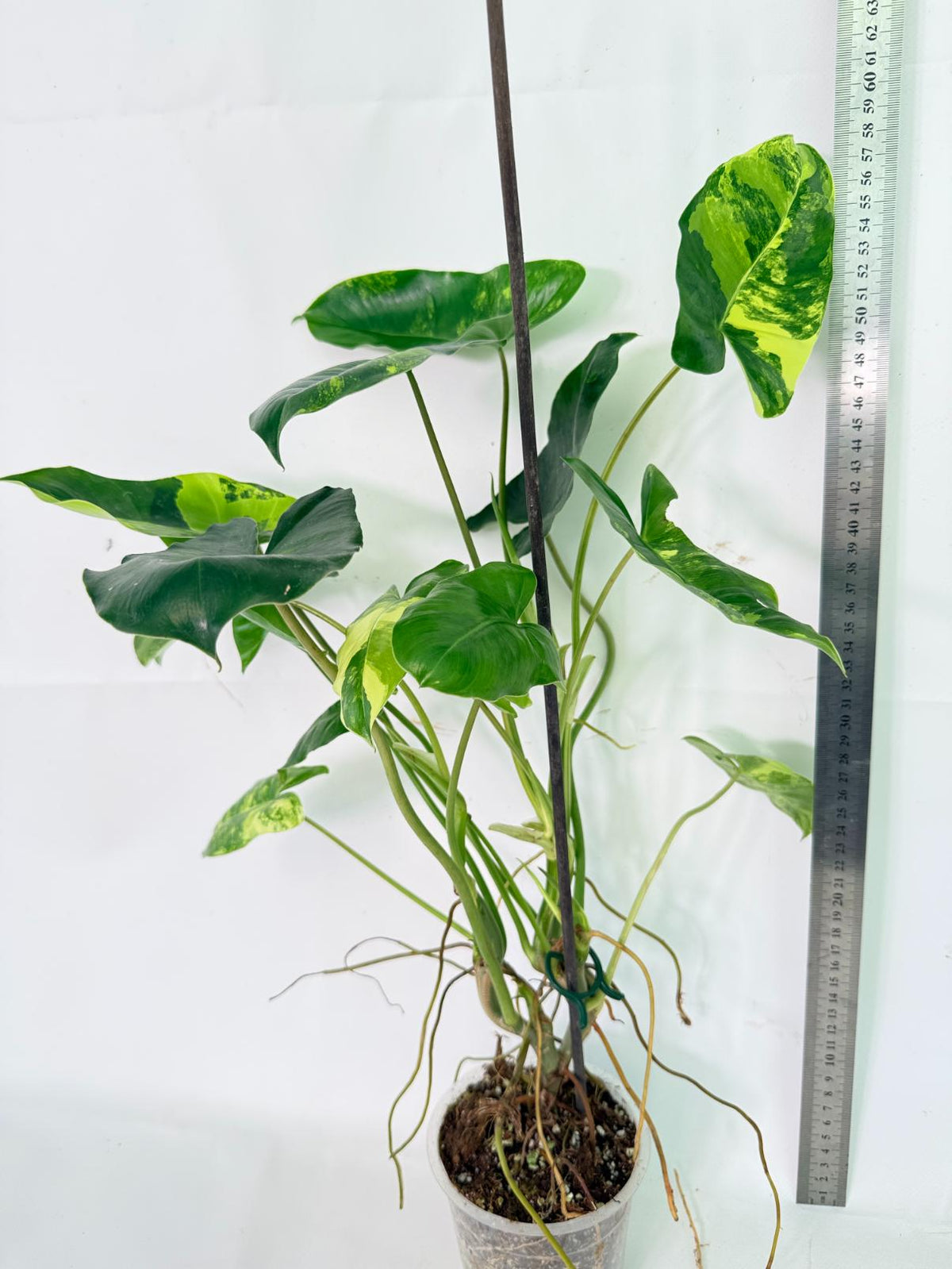 Philodendron Burle Marx Variegata 04