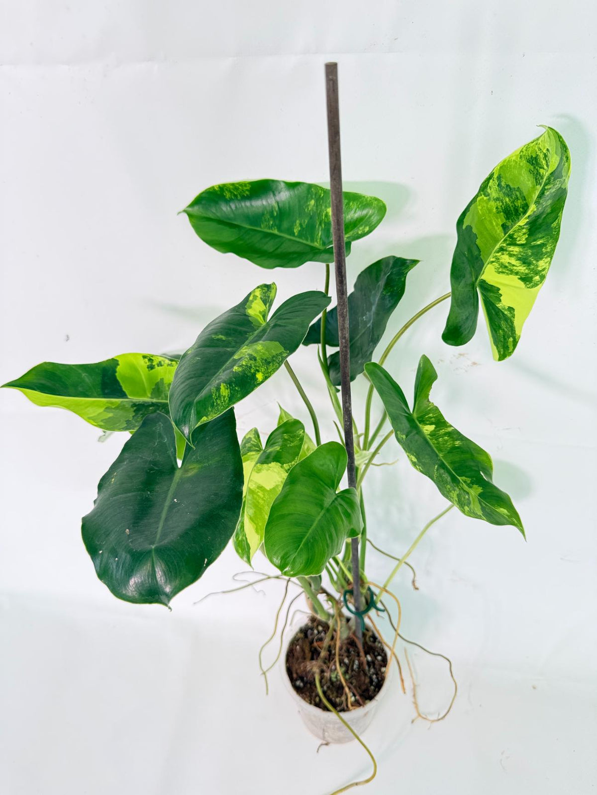 Philodendron Burle Marx Variegata 01