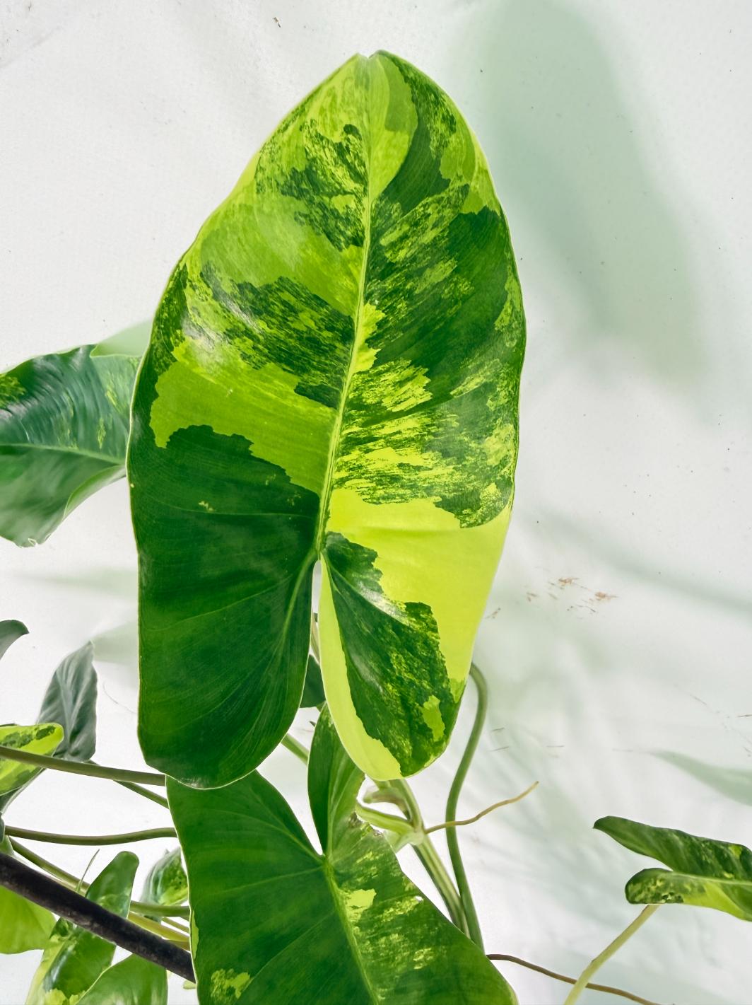 Philodendron Burle Marx Variegata 05