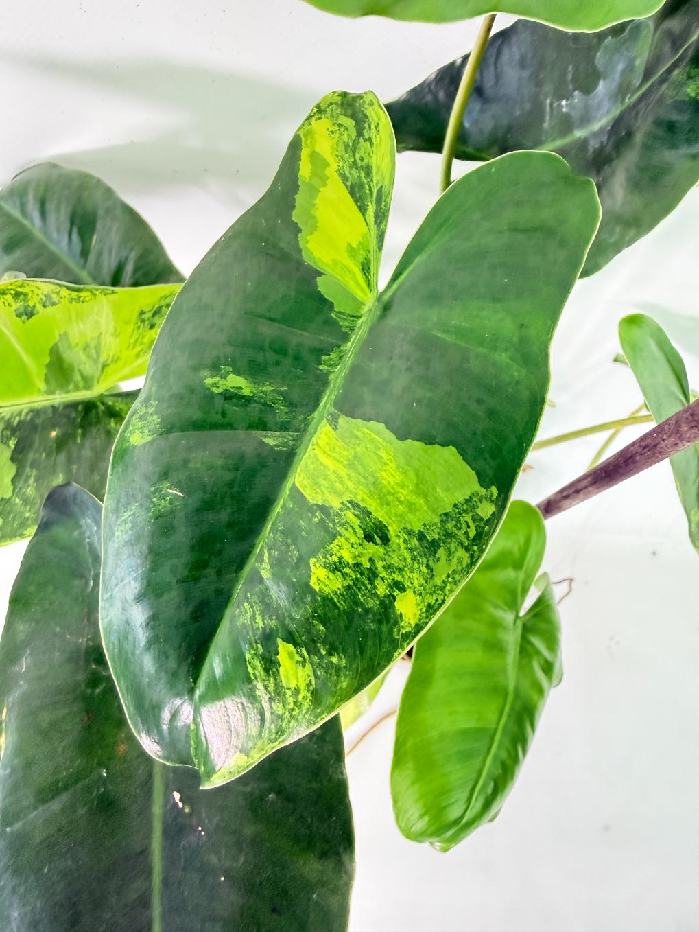 Philodendron Burle Marx Variegata 06