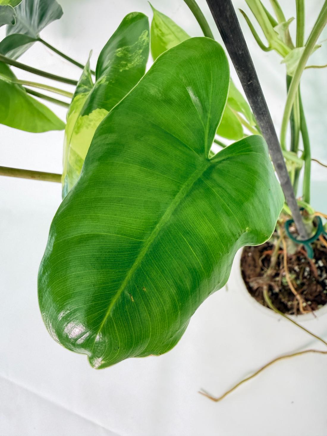 Philodendron Burle Marx Variegata 07