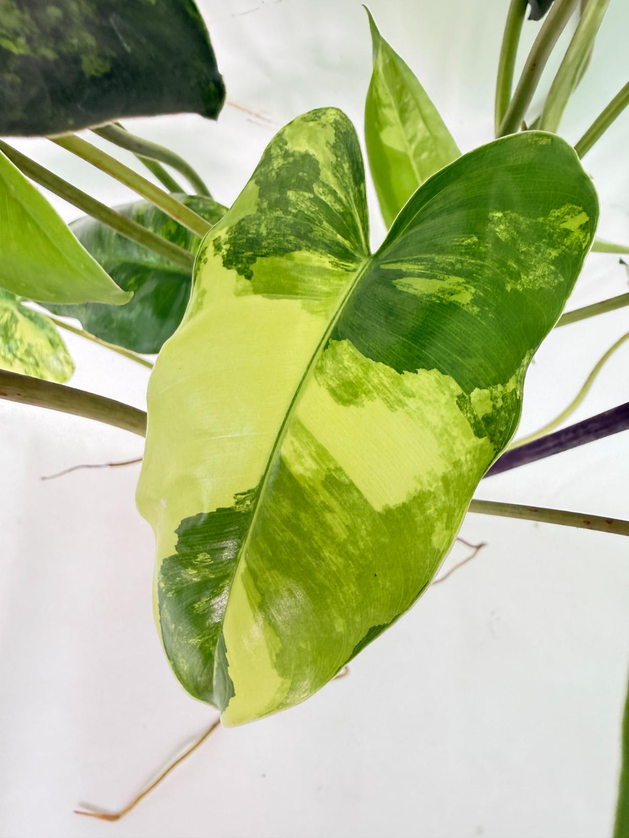 Philodendron Burle Marx Variegata 08