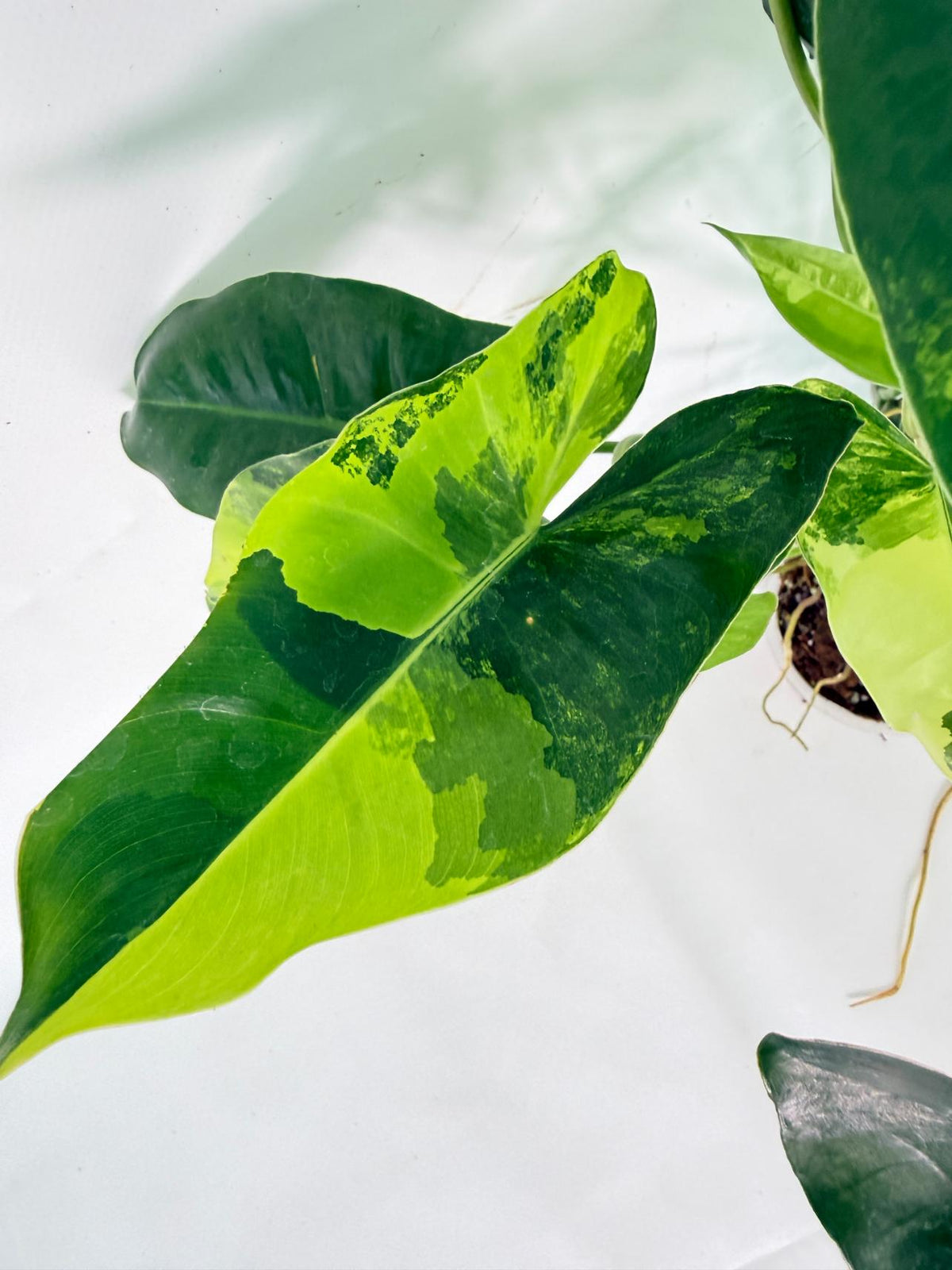 Philodendron Burle Marx Variegata 09