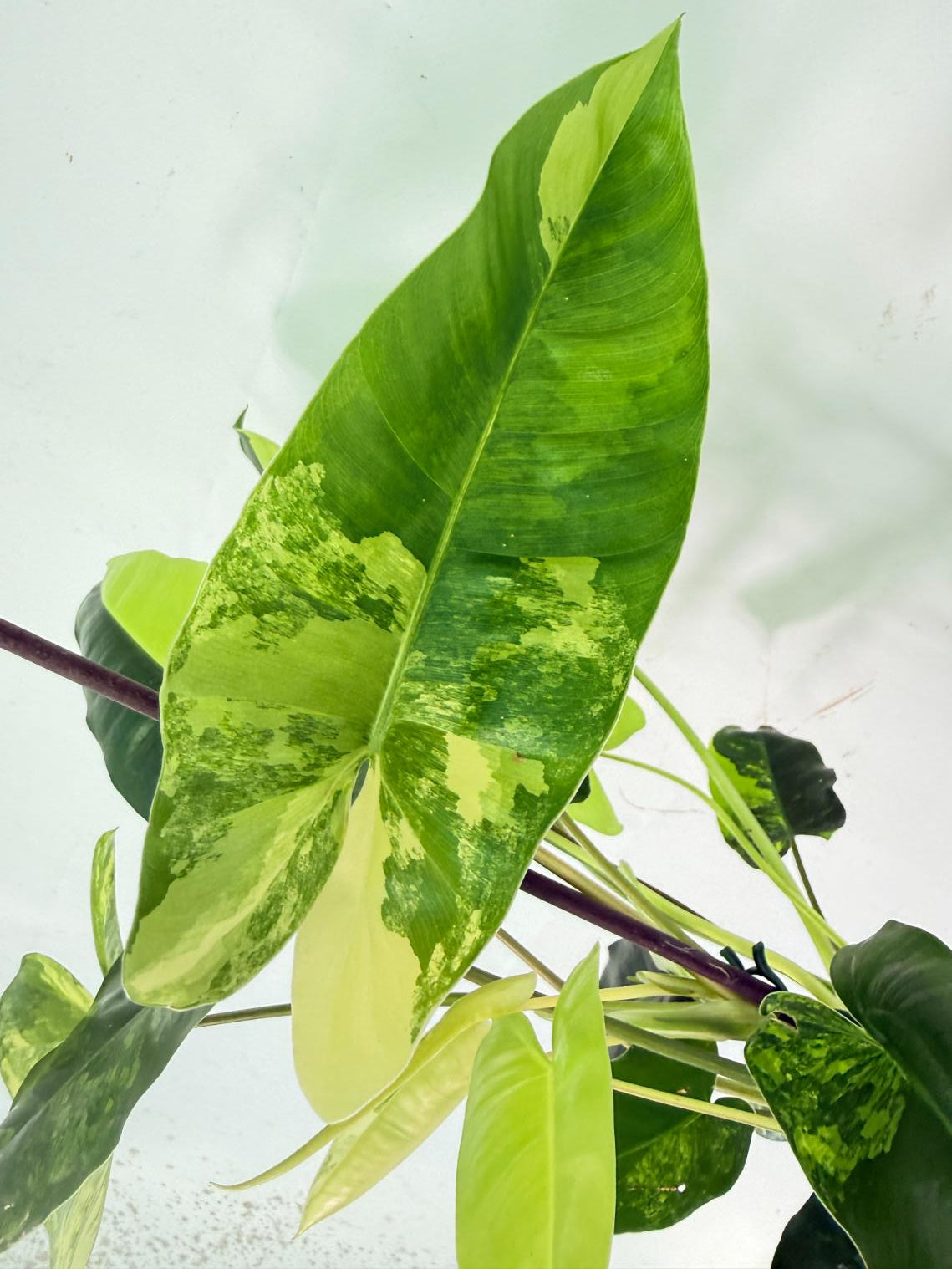 Philodendron Burle Marx Variegata 8